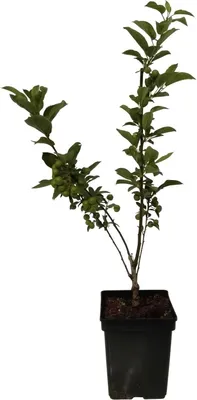 Produktbild von Wildapfel Holzapfel - Malus sylvestris