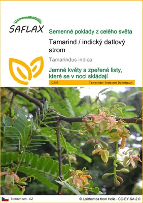 Obrázek produktu pro SAFLAX - Tamarind / indický datlový strom - Tamarindus indica - 4 Semena