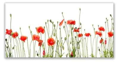 Produktbild von Glasbilder 120x60 Wandbild Druck auf Glas Mohnblumen Pflanzen