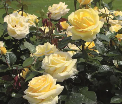 Produktbild von Dehner Rose Edelrose Avec Amour®, Züchter Tantau, gefüllte gelbe Blüten, intensiv duftend, 15-30 cm, 4 l Topf
