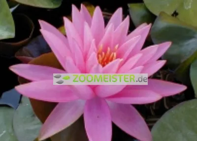 Produktbild von Seerose Rose Arey winterhart lachsrosa - Rhizom, Teichpflanze