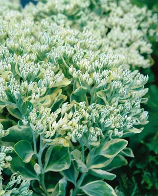 Produktbild von Sedum telephium 'Frosty Morn', Fetthenne, grün-weiß, ca. 9x9 cm Topf