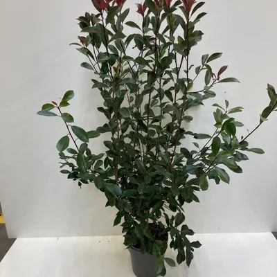 Obrázek produktu pro Photinia fraseri 'Red Robin' 120-140 cm Solitérní rostlina