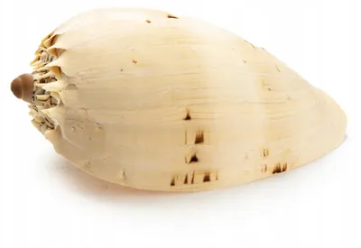 Immagine prodotto di Decorazione per acquario, conchiglia naturale Diademas 15 cm