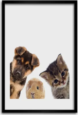 Produktbild von Bild - Bilderrahmen - 40 cm x 60 cm - MDF - Rahmen - Wandkunst - Haustiere