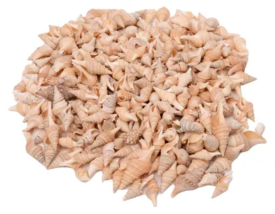 Image de Colorations - Zeeschelpen Turrid, 400g