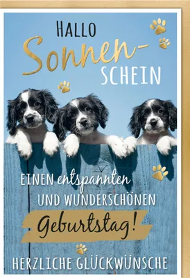 Produktbild von SUSY CARD Geburtstagskarte - Humor "Mischlingshunde"