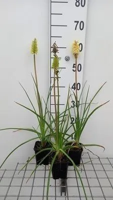 Produktbild von 6 x  Kniphofia citrina - Fackellilie - Topf 9 x 9 cm