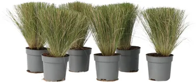 Zdjęcie produktu dla Nasella cieniutka - 6 szt - Stipa tenuifolia 'Pony Tails' - W20-30cm - ⌀9cm