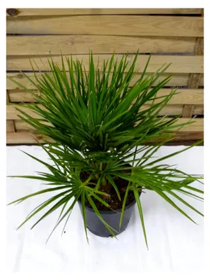 Produktbild von Chamaerops humilis - Zwergpalme - 60 cm - Winterhart bis -12°C
