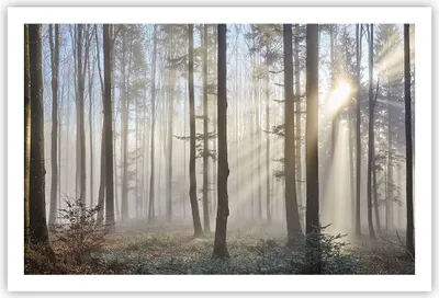 Produktbild von Poster - Poster ohne Rahmen - Wald Baum Natur - 91,5x61 cm - Wand Bild - Wanddeko - Wandbilder - Kunstposter - Wandposter - Bilder - Kunstdruck - Wanddekoration - Wandbild - P2XAA91x61-3749