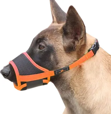 A close-up side profile of a dog wearing a muzzle.