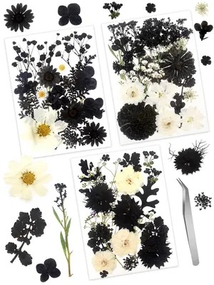 Image de Solidchoice - 63 pièces de fleurs et de feuilles naturelles séchées