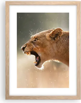 Produktbild von Gerahmtes Poster - Rahmen in heller Eiche - Löwe Löwin Reißzähne - 30x40 cm - Wand Bild - Wanddeko - Wandbilder - Wandposter - Bilderrahmen - Bilder - Kunstdruck - Wandbild - P2NPA30x40-4137
