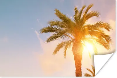 Produktbild von MuchoWow® Poster Palme - Sommer - Sonne - Tropisch 180x120 cm - Fotoplakat