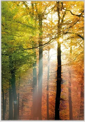 Produktbild von Wallario Wandbild Sonnenuntergang im Herbstwald, Größe: 70,30 x 100,30 cm, Poster mit weißem Kunststoffrahmen