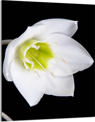 Produktbild von Glasschneidebrett 40x52 Orchidee
