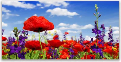 Produktbild von Acrylglasbilder 120x60 Wandbild Druck Blumen Natur