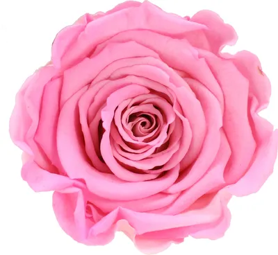 Produktbild von Infinity Rose L Ø5cm konserviert stabilisiert haltbar Rosenkopf ewige Rosenblüte 1 St. Rosa-Weiß (bic08)