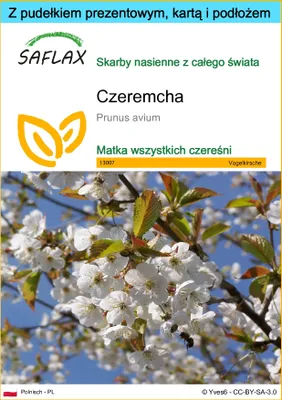 Zdjęcie produktu dla SAFLAX - Zestaw prezentowy - Czeremcha - 10 Nasiona - Z pudełkiem upominkowym, etykietą wysyłkową, kartą podarunkową i podłożem uprawowym - Prunus avium