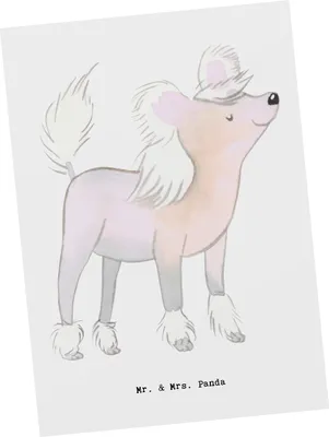 Produktbild von Mr. & Mrs. Panda Postkarte Chinesischer Schopfhund Lebensretter - Weiß - Geschenk, Postkarten, Grußkarte, Ansichtskarte, Chinese Crested Dog, Ansichtskarten, Fotokarte