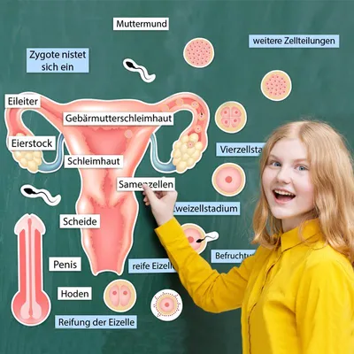 Produktbild von TimeTEX So entsteht ein Kind, magnetisch, 28-tlg.