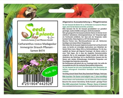 Produktbild von 30x Catharanthus roseus Madagaskar Immergrün Strauch Pflanzen - Samen B474