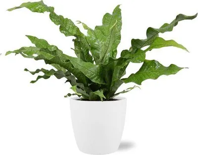 Obrázek produktu pro Microsorum diversifolium (kengurská kapradina) - pokojová rostlina, Ø17cm
