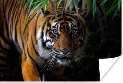 Produktbild von MuchoWow® Poster Tiger - Blätter - Dschungel - Tiere - Wild 120x80 cm - Bilder