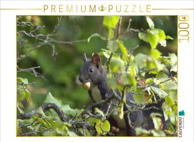 Produktbild von CALVENDO Puzzle Eichhörnchen | 1000 Teile Lege-Größe 64x48cm Foto-Puzzle für glückliche Stunden