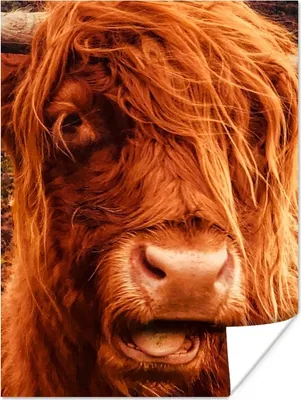 Produktbild von MuchoWow® Poster Schottischer Highlander - Nahaufnahme - Kuhkopf 120x160 cm - Wandbilder