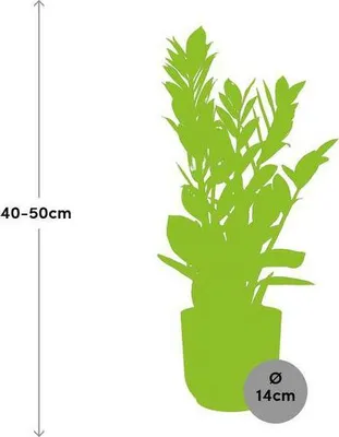 Obrázok produktu pre Štastná rastlina Zamioculcas 45 - 50cm, izbová rastlina, dekoratívny kvetinác