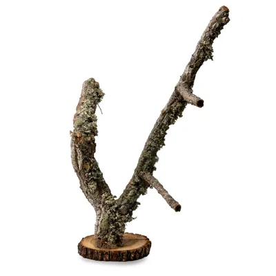 Produktbild von Papageienständer | Korkeichenbaum | Papageientisch | 40 cm