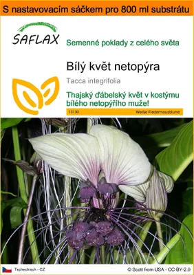 Obrázek produktu pro SAFLAX Garden in the bag - Bílý květ netopýra - Tacca integrifolia - 10 Semena - S pěstebním substrátem v praktickém samovztyčovacím sáčku