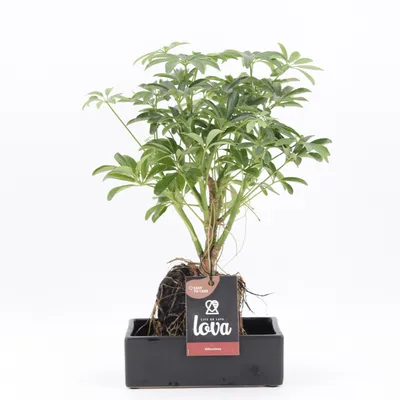 Imagen del producto de Lova Pflanze, Strahlenaralie, en maceta de cerámica