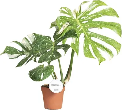 Obrázok produktu pre Gardners Monstera deliciosa variegata Thai Constellation, priemer 15 cm