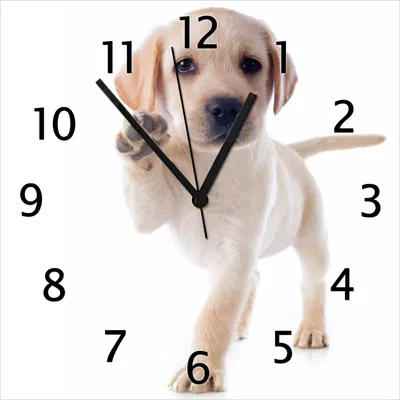 Produktbild von Wallario Design Wanduhr Süßer Labrador-Welpe sagt Hallo aus Echtglas, Größe 30 x 30 cm