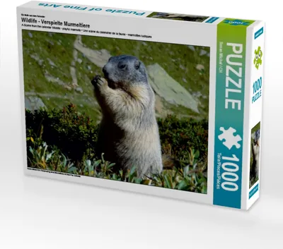 Produktbild von Calvendo Ein Motiv aus dem Kalender Wildlife - Verspielte Murmeltiere 1000 Teile Puzzle quer 640x480mm, Michel / CH Susan; 7289454