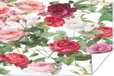 Produktbild von MuchoWow® Poster Blumen - Weiß - Rosa - Violett 30x20 cm - Plakate - Print