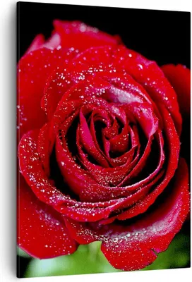 Produktbild von Bild auf Leinwand - Leinwandbild - Einteilig - Rose Blume Blütenblätter Wasser - 50x70cm - Wand Bild - Wandbilder - Leinwanddruck - Wanddekoration - Leinwand bilder - Wandbild - PA50x70-0370