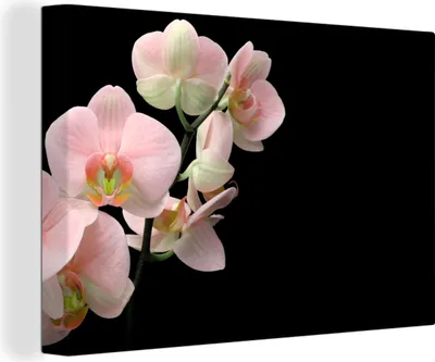 Zdjęcie produktu dla OneMillionCanvasses® - Obraz na płótnie - Obraz na płótnie na ścianę na płótnie - Orchidea - Kwiaty - Różowy - Martwa natura - Flora - 150x100cm -