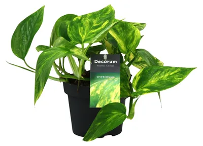 Image de Scindapsus (Epipremnum) Pinnatum HiColor - 20cm - Ø12cm - Plante d'intérieur - Vert persistant