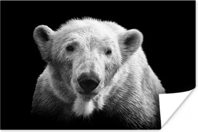 Produktbild von MuchoWow® Poster Eisbär - Tier - Schwarz - Weiß 180x120 cm - Fotoplakat