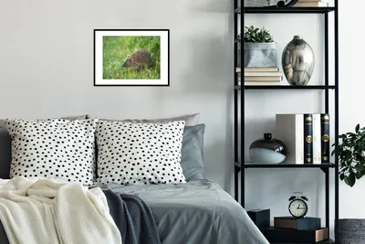 Produktbild von MuchoWow® MuchoWow® Gerahmtes Poster Igel steht im Gras 40x30 cm - Poster mit zchwarzem Bilderrahmen - Bilderrahmen - Poster im Rahmen
