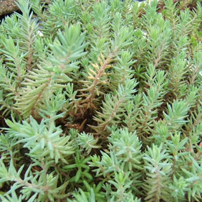 Image de 6 x Tripmadam - Sedum reflexum | Pot 9cm x 9cm
