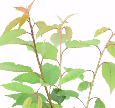 Immagine prodotto di Ciliegio Prunus avium 'Regina', portainnesto Gisela 5®, vaso da 5 litri