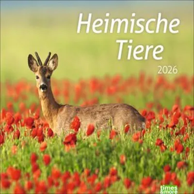 Image de times&more Calendrier illustré des animaux domestiques 2026