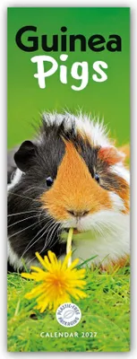 Produktbild von Guniea Pigs - Meerschweinchen 2027 - Slimline-Kalender