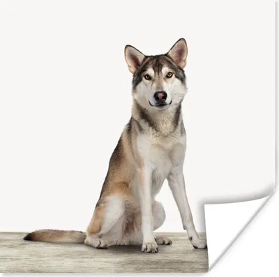 Produktbild von MuchoWow® Poster Wolf - Tiere - Holz - Jungen - Mädchen - Kinder 100x100 cm - Babyzimmer