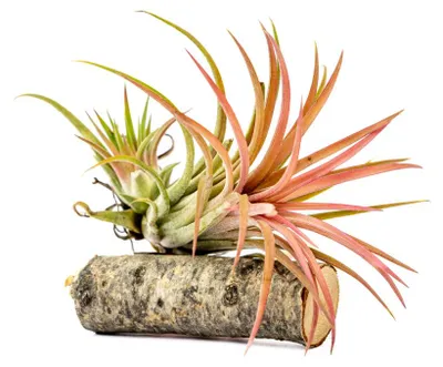 Obrázok produktu pre Gardners Tillandsia ionantha červená na drevenom kmíne
